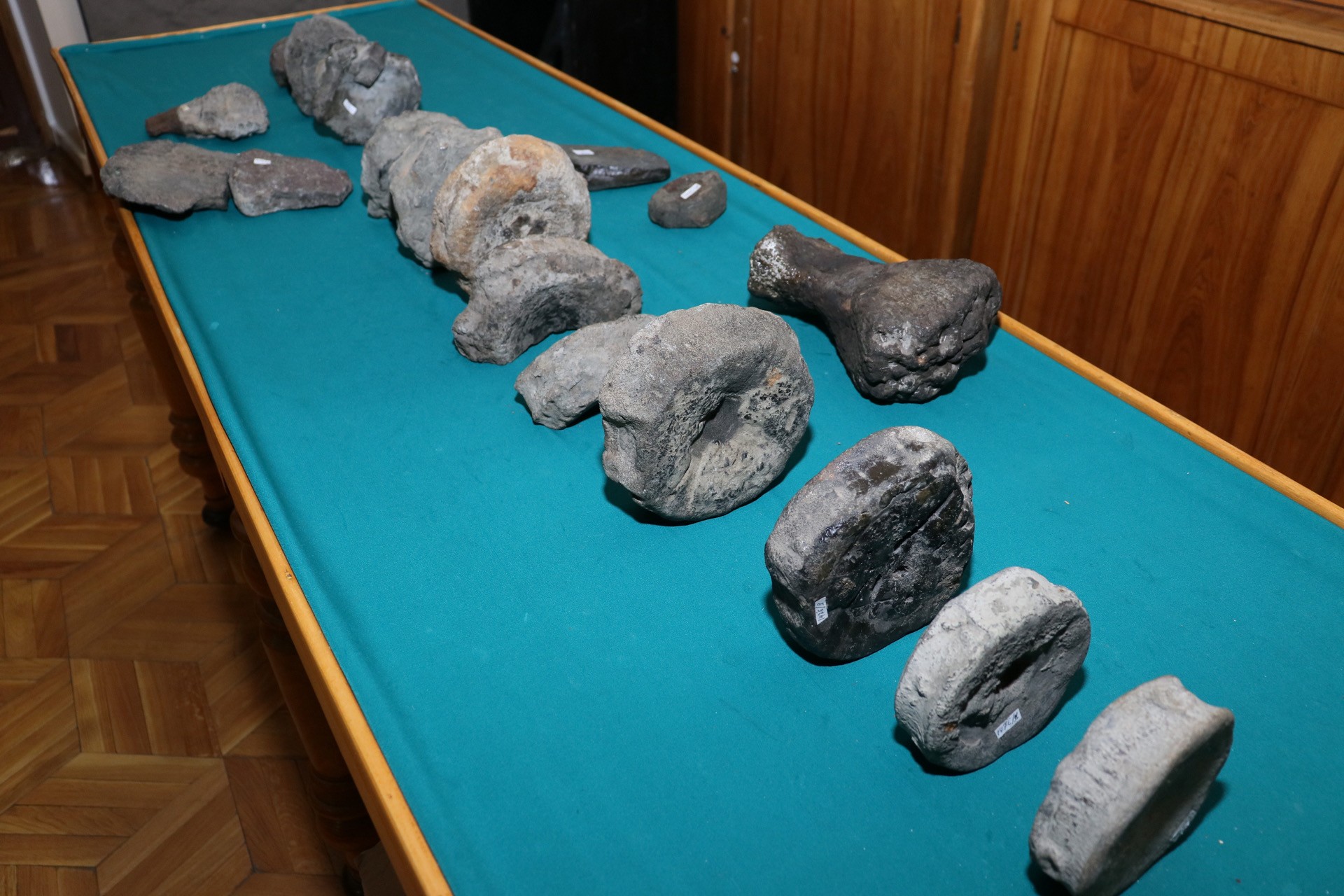 Fossils of ichthyosaur species gifted to Kazan University's Geological Museum Fossils of ichthyosaur species gifted to Kazan University's Geological Museum