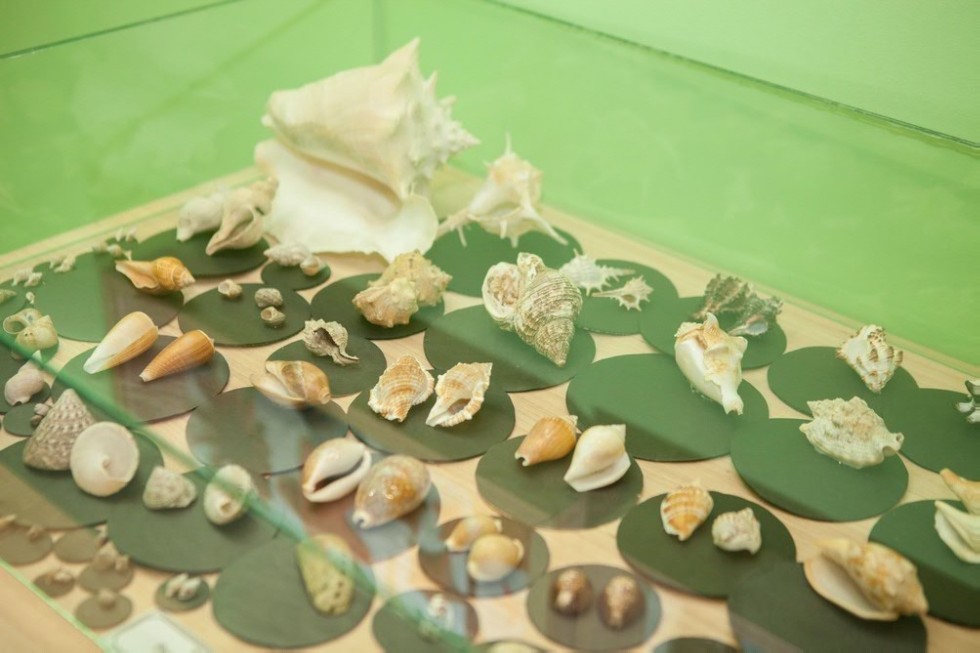 Выставочный зал зоологии Выставочный зал зоологии