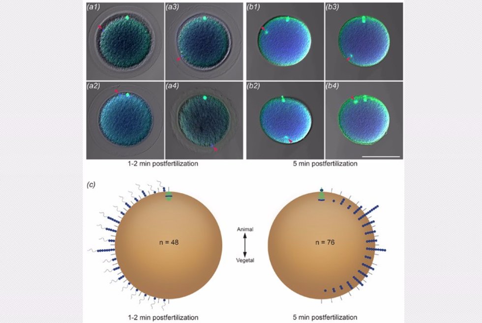 Из диссертации PhD Морова А.Р. Место проникновения спермиев и локализация мужского пронуклеуса В Хирошимском университете (Япония) защищена диссертация PhD аспирантом кафедры зоологии и общей биологии Асением Моровым.