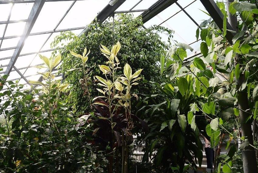 Botanical Garden is brought back to life