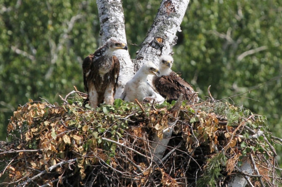 Ученые Елабужского института КФУ проводят мониторинг гнездования редкого вида птиц на территории Татарстана Ученые Елабужского института КФУ проводят мониторинг гнездования редкого вида птиц на территории Татарстана