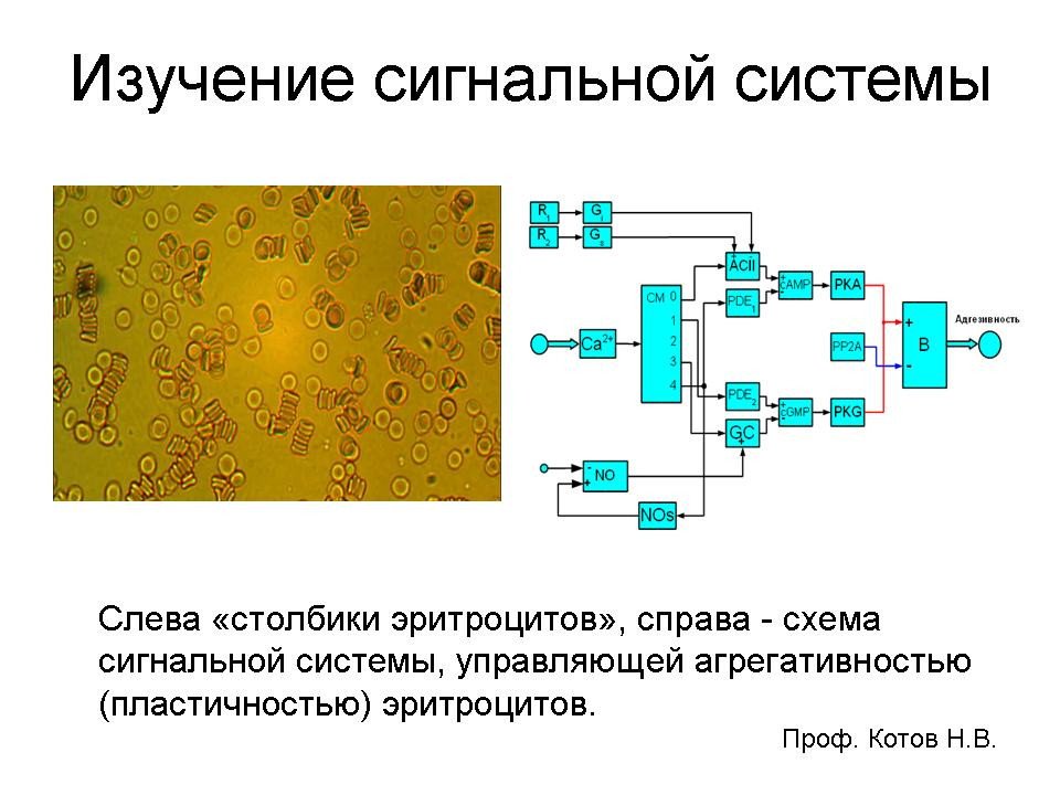 ������� ������������