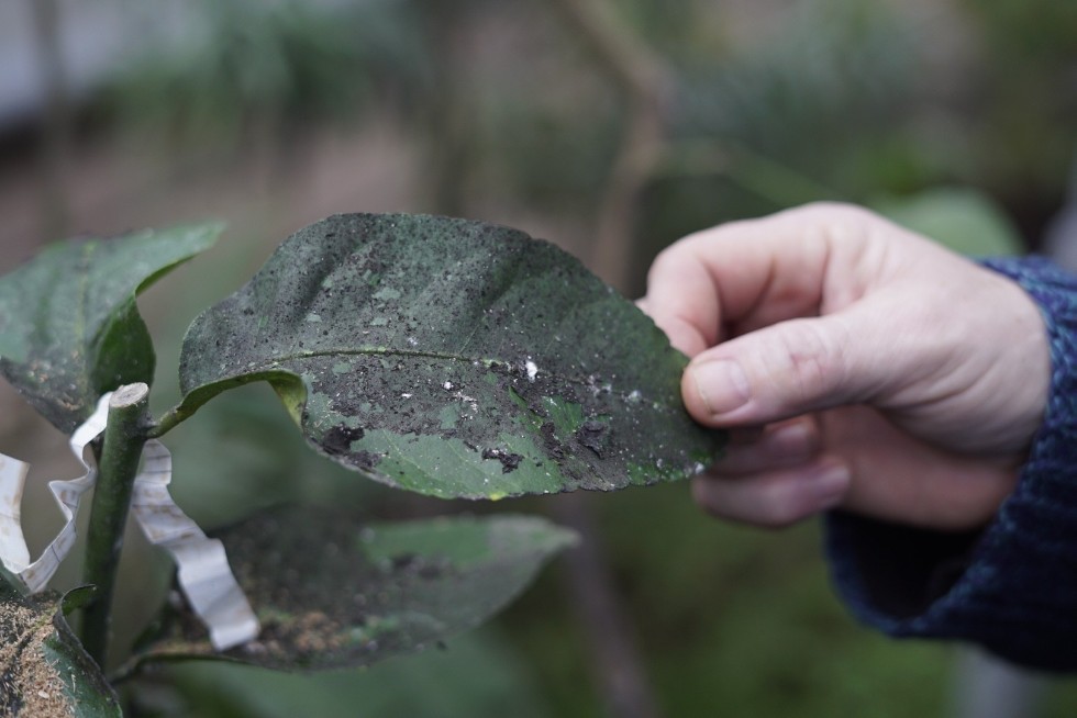 Lacewing to help eliminate mealybug in University's Botanical Garden ,Botanical Garden, pest, mealybug, lacewing