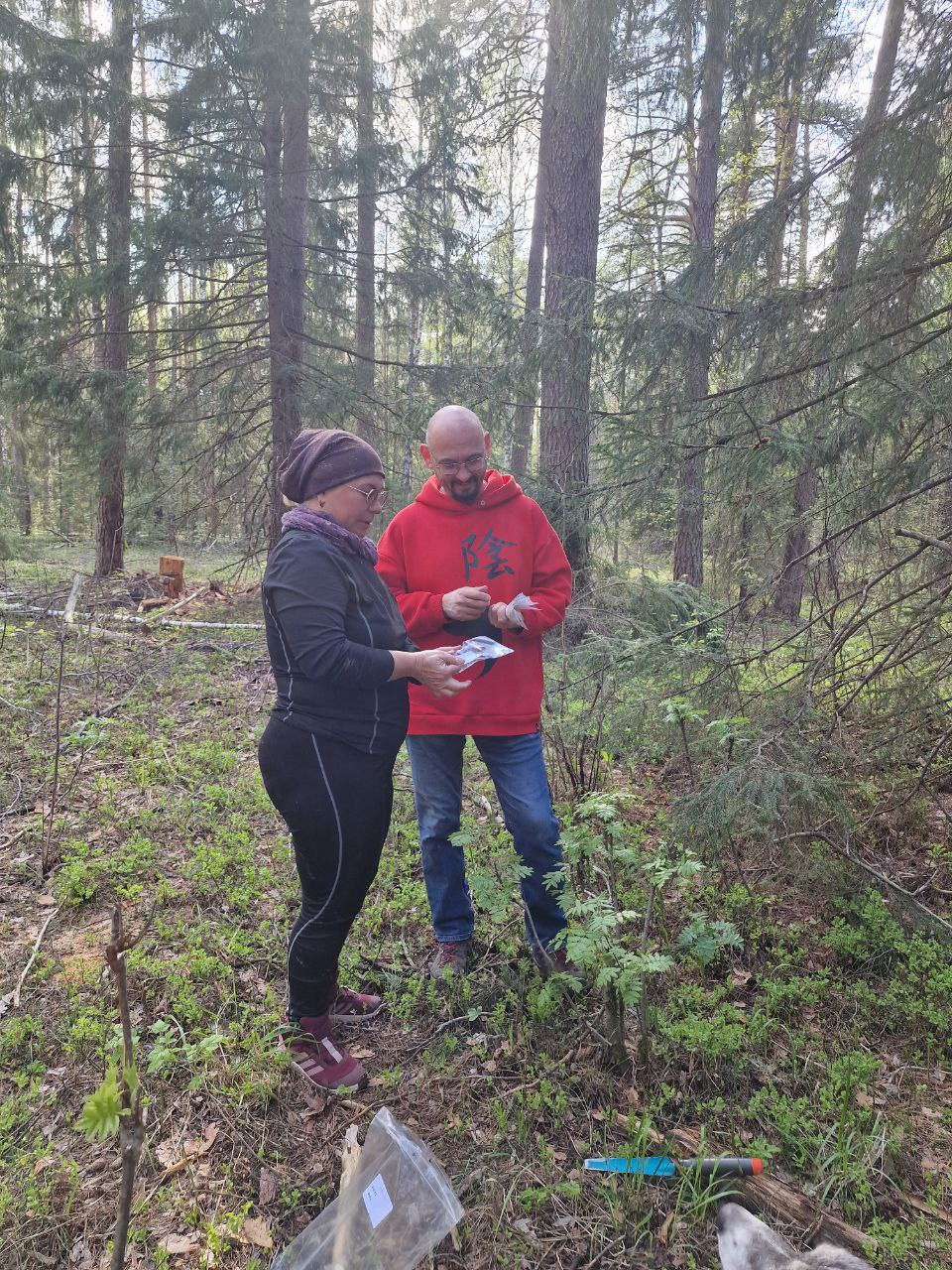 Продолжаются работы по оценке запасов углерода в сосновых лесах РТ Продолжаются работы по оценке запасов углерода в сосновых лесах РТ