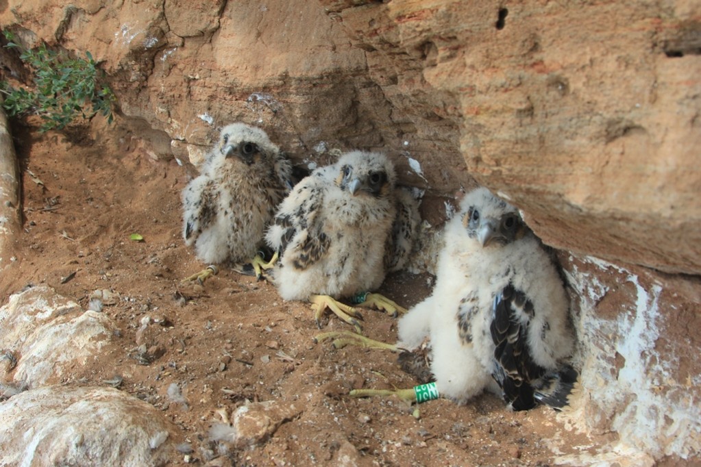 � ������� ������ ���� ��� ��������� ������ ������������������ ����� '��������' ������� ���������� ����������� ������, ��������� � ������� ����� ���������� ��������� � ���������� ��������� ����� ����, ����� ��� �����-��������� � ������.