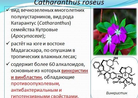 Kazan University researchers developed new unique method of microcloning atharanthus roseus