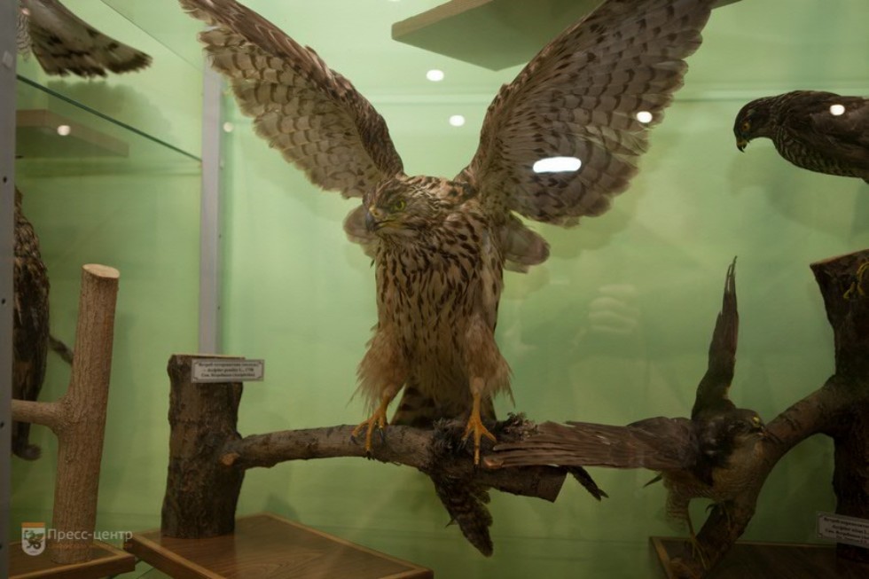 The museum complex of Elabuga institute of KFU was replenished with a zoological exposition