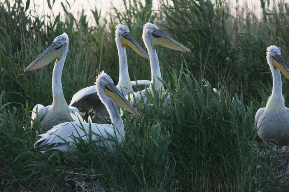 ��������� ����������� ��������� ��� �������� �� ���������� � ��������