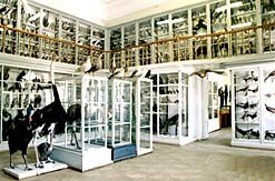 Information for Visitors ,museum,zoology, visit