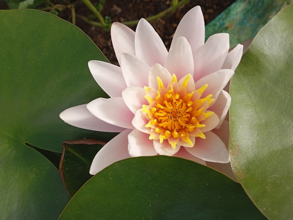 Катарантусы и нимфеи: школьники начали новый проект в теплице 'Университетской' школы Катарантусы и нимфеи: школьники начали новый проект в теплице 'Университетской' школы