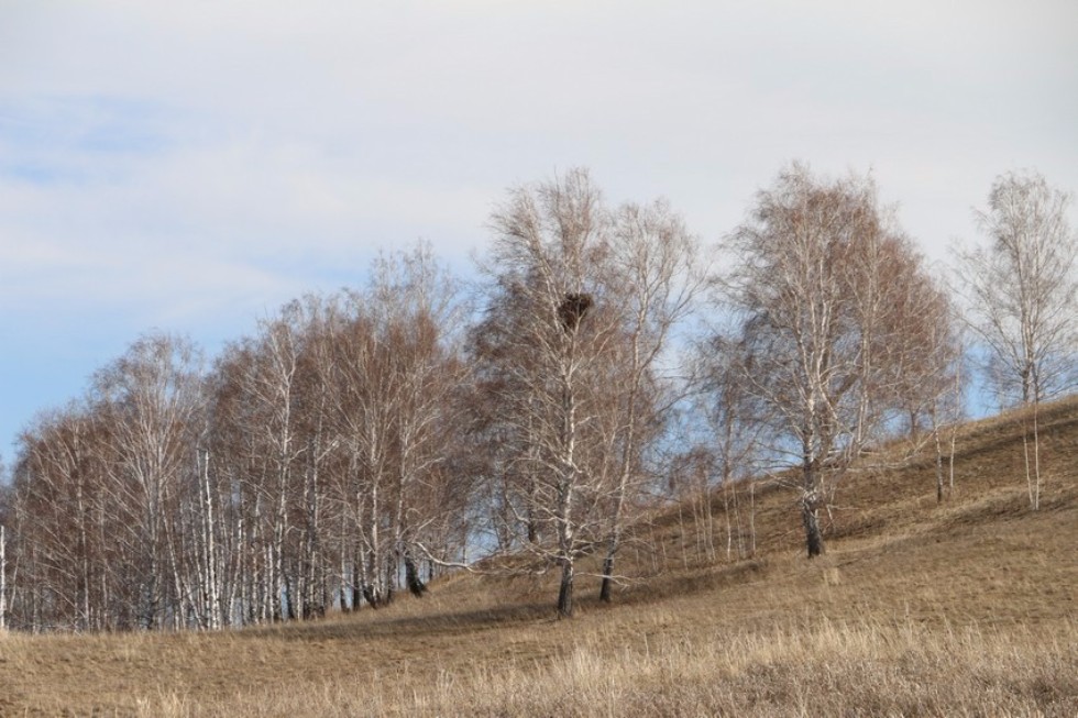 �������� ����������� ����-����������