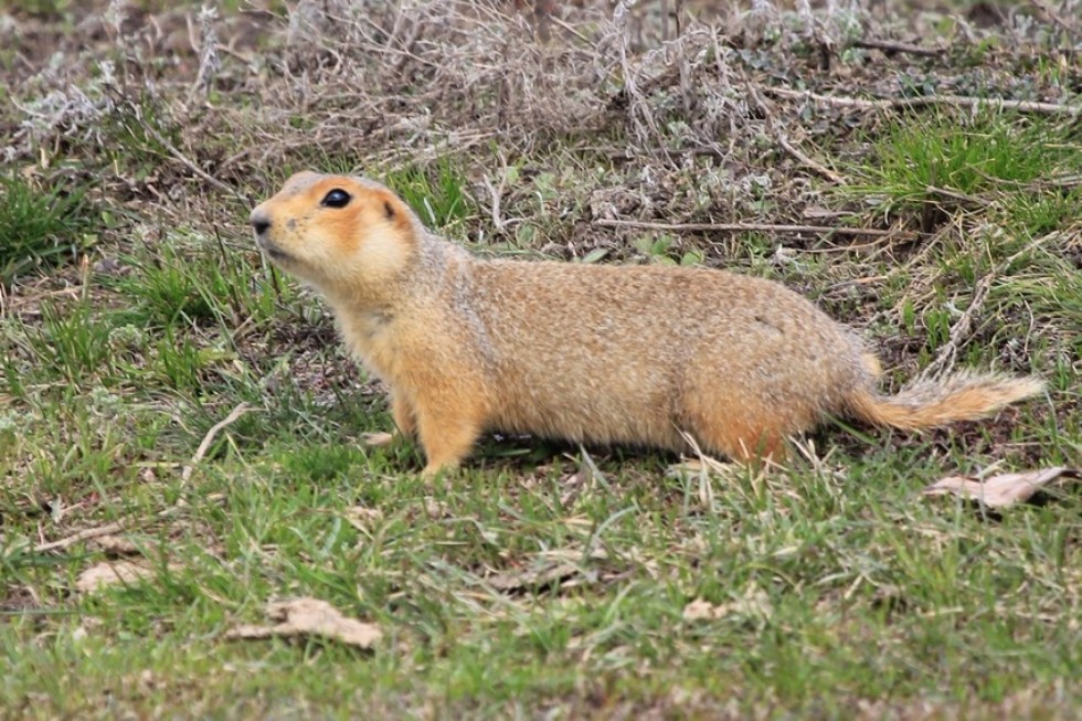 �������� ����������� ����-����������