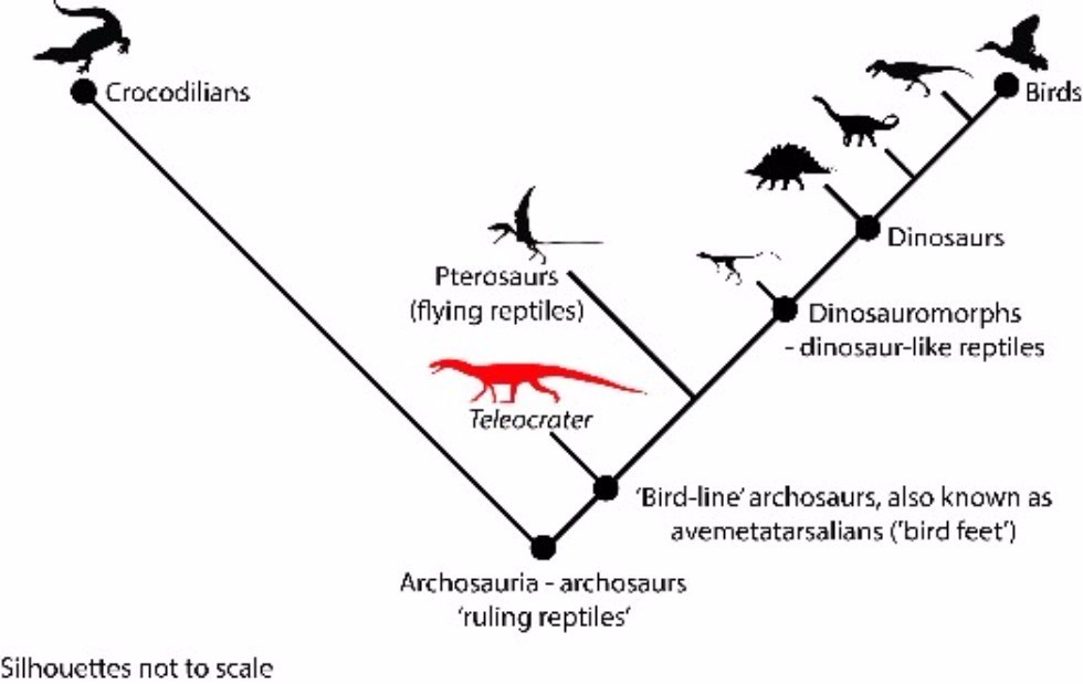 Paleobiologists Make Intriguing New Discoveries about Dinosaurs' Ancestors