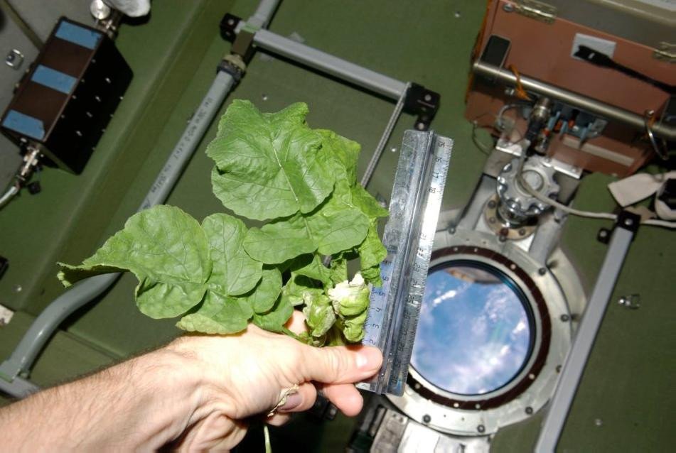 Первый овощ выращенный в космосе. Опыты с растениями на МКС (Международная Космическая станция). Оранжерея Veggie МКС. Растения в космосе. Растения выращенные в космосе.