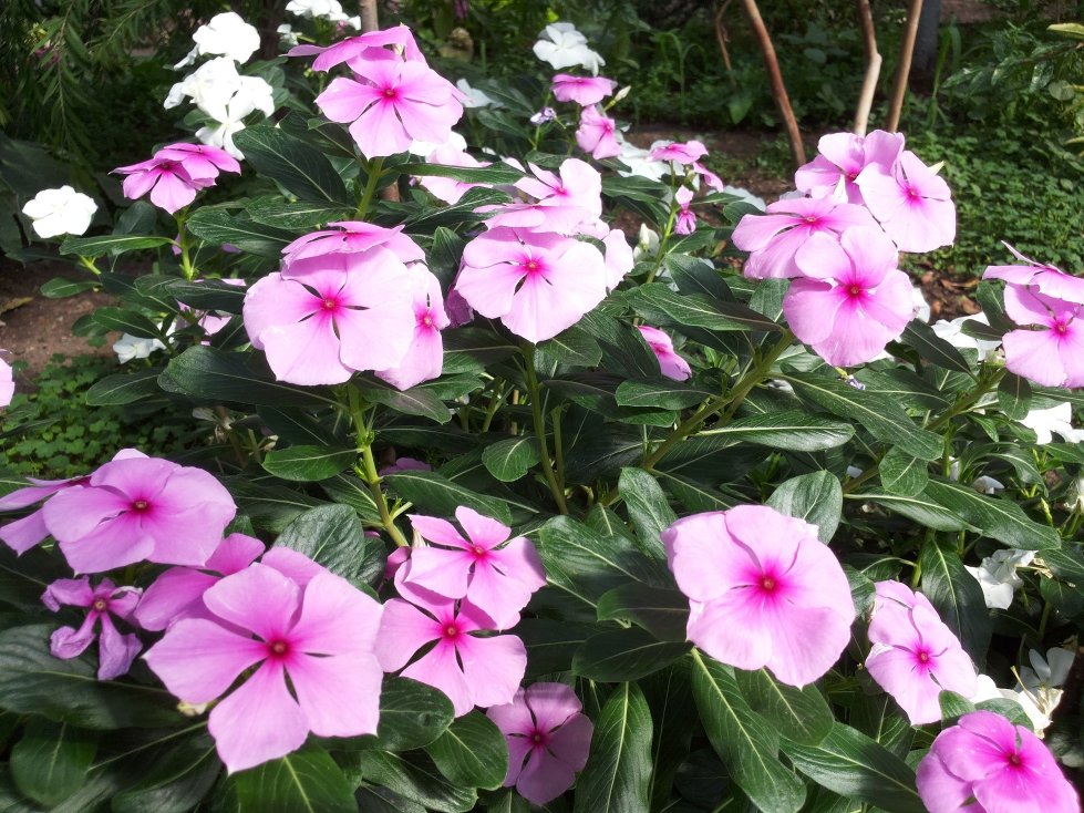 ������������ ���