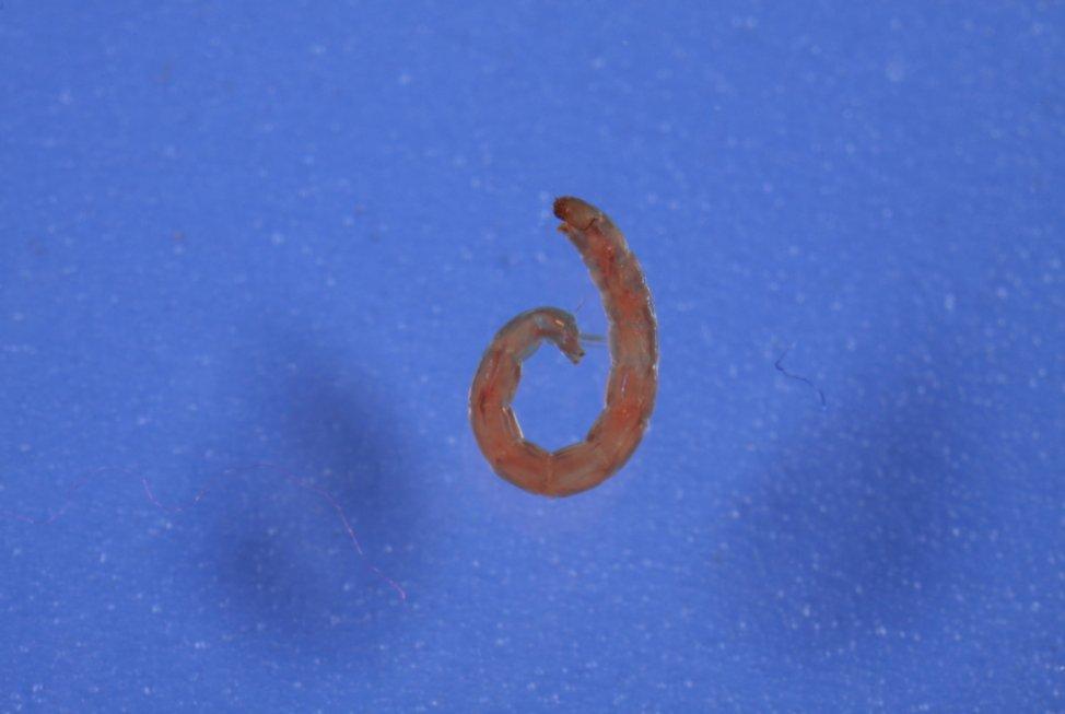 Ученый КФУ: 'У космического комара есть добавочный набор генов, позволяющий ему выжить без воды' Ученый КФУ: 'У космического комара есть добавочный набор генов, позволяющий ему выжить без воды'