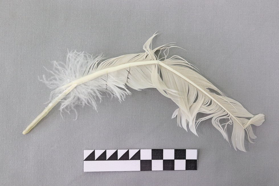 ��������� '�����������': ���� �������������� ������������