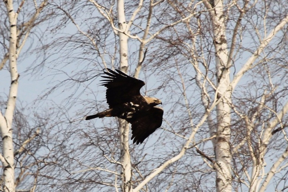 Изучение гнездования орла-могильника Изучение гнездования орла-могильника