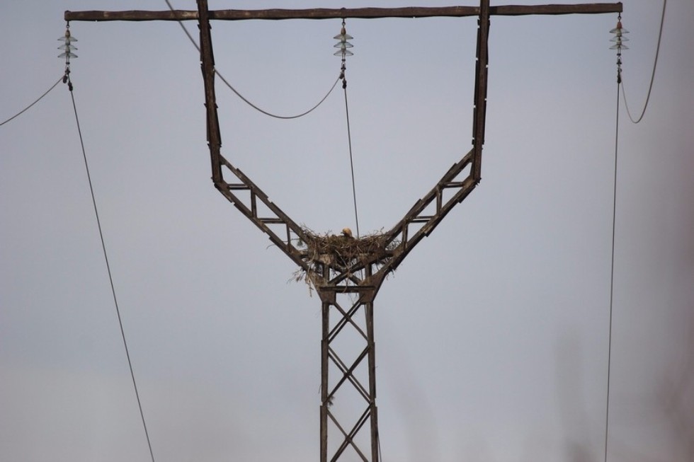 �������� ����������� ����-����������