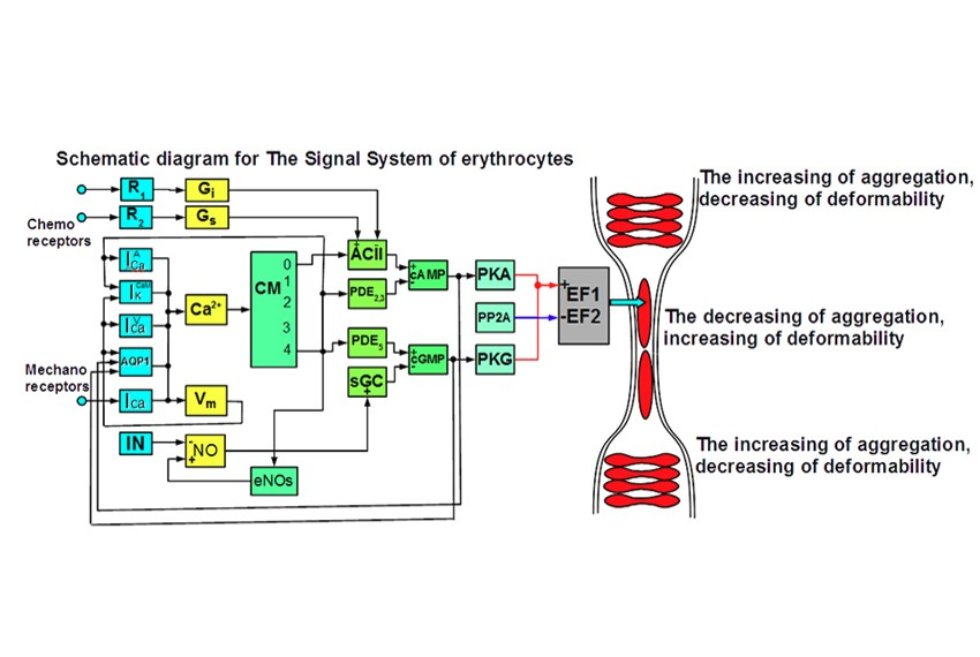 Исследование механизма работы сигнальных систем, управляющих активностью клеток Исследование механизма работы сигнальных систем, управляющих активностью клеток
