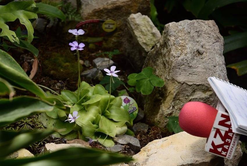 Botanical Garden is brought back to life ,KFU Botanical Garden, botanical garden, Karl Fuchs