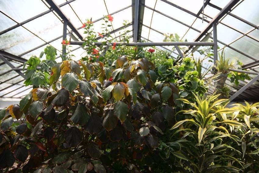 Botanical Garden is brought back to life