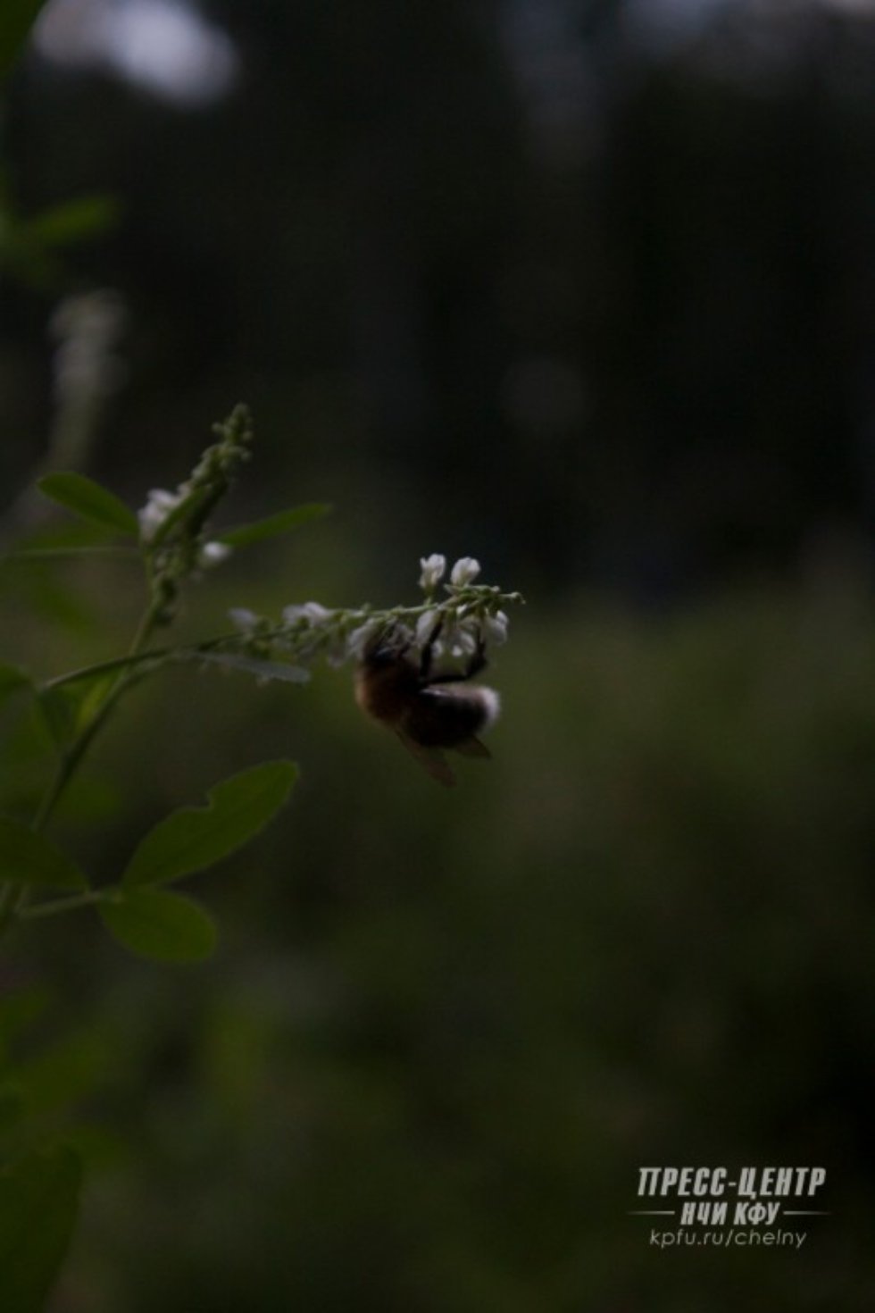 ����������� ����������� ����� � '����������'