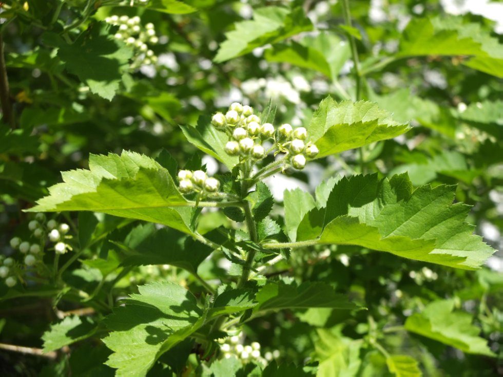 ������ ����. ���������� � �� �����������