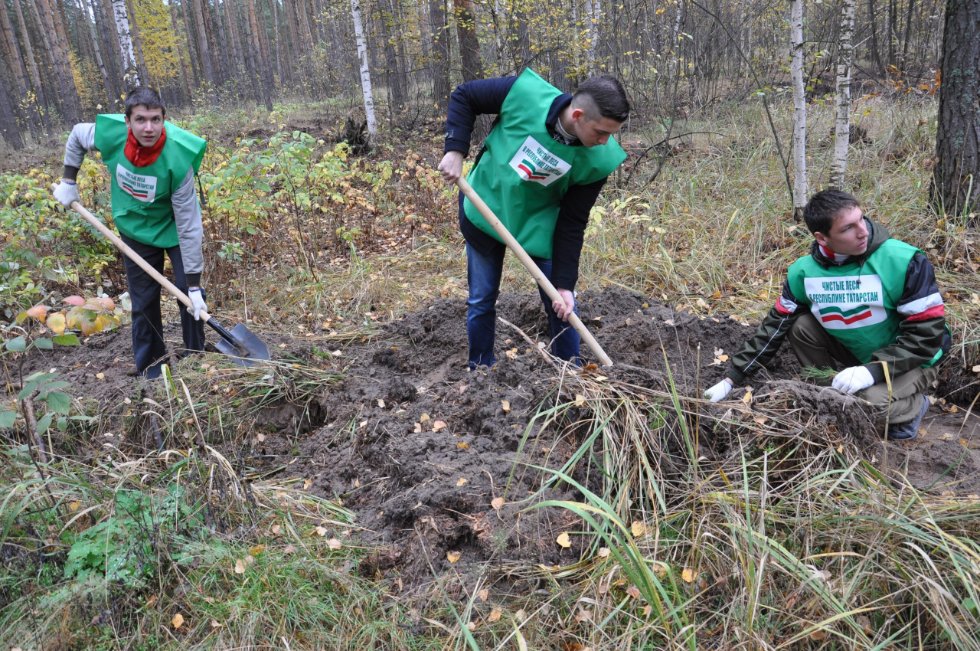 Активисты Студенческих трудовых отрядов КФУ посадили саженцы ели Активисты Студенческих трудовых отрядов КФУ посадили саженцы ели