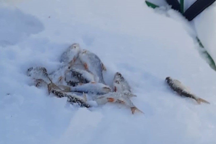 ������ ������� ��� �������������� ������� ���������������� ��������������� ������������