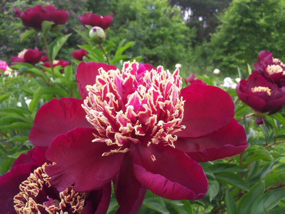 ���������� ��������