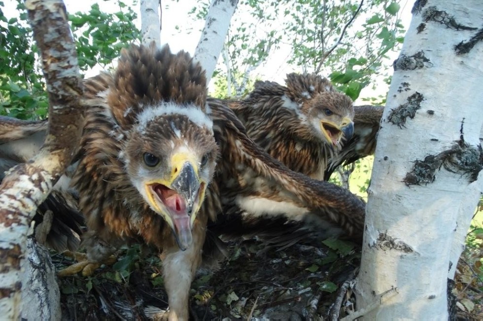 ������ ��� ������� ��������� �����