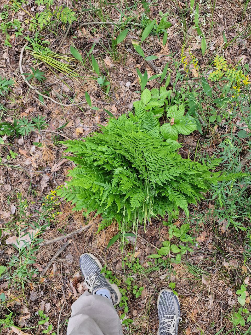 Оценка запасов углерода в травянистом ярусе хвойных лесов Оценка запасов углерода в травянистом ярусе хвойных лесов