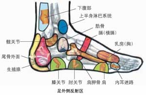   足部反射图