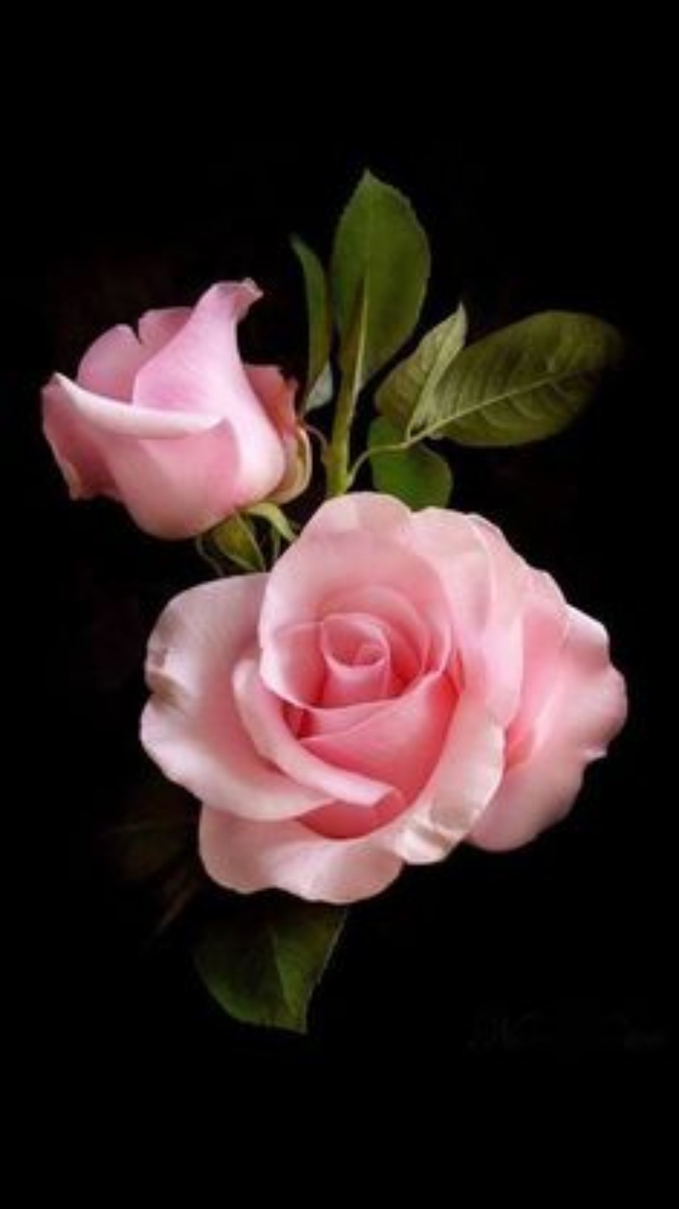 ������ - �����, ������� �� ��� ��������