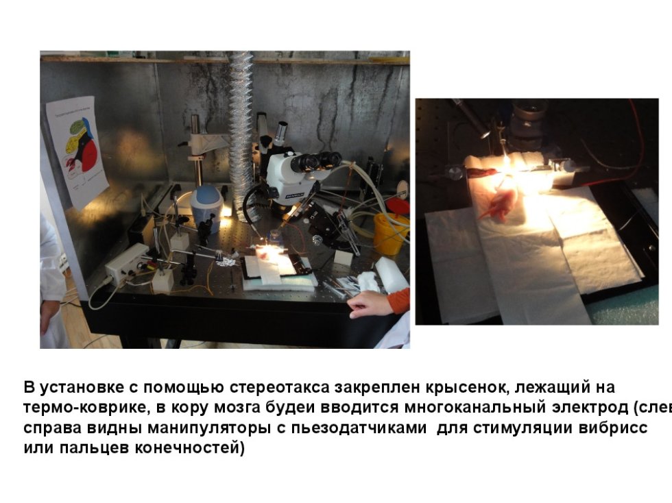 Проект 'Ранняя активность в развивающемся мозге' Проект 'Ранняя активность в развивающемся мозге'