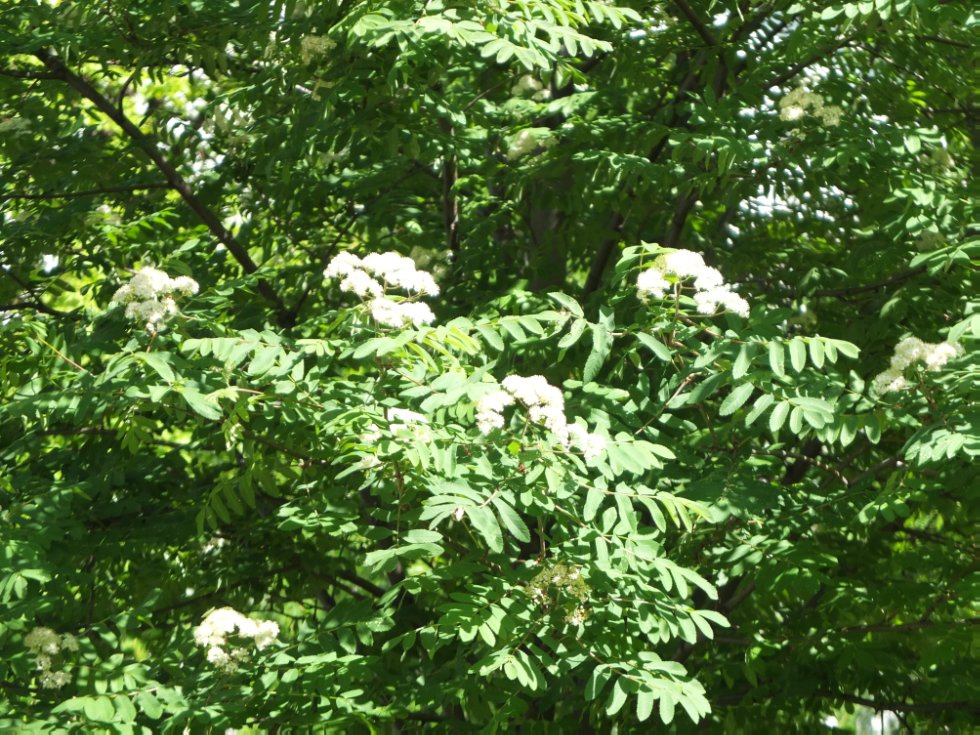 ������ ����. ���������� � �� �����������