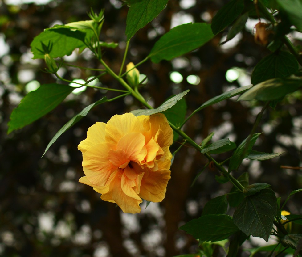 ���������� ��������