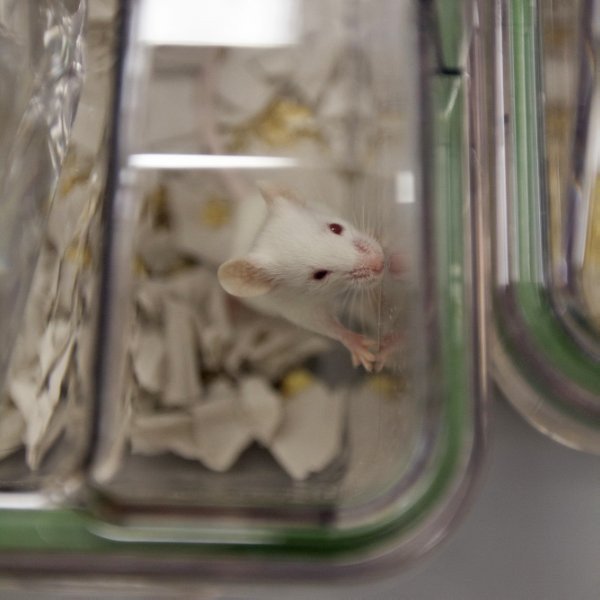 Vivarium and Biobank will be launched in KFU