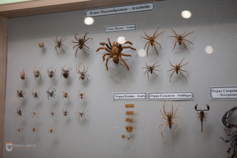 �������� �������� ����������� ��������� ��� ���������� ������������� �����������