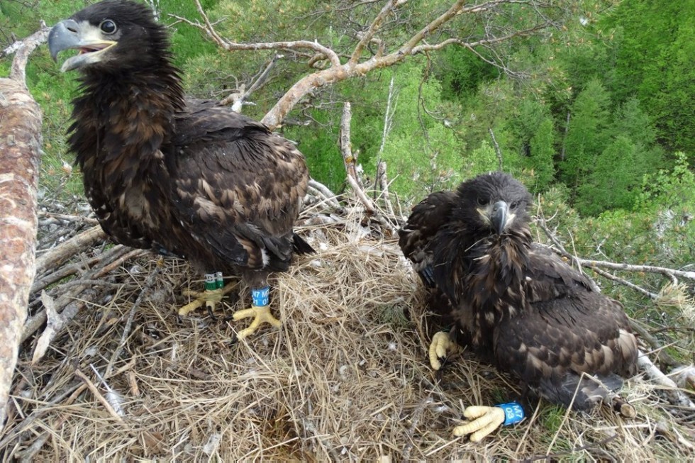 Scientist of Yelabuga Institute of KFU investigates birds from Tatarstan to Dagestan ,Elabuga Institute