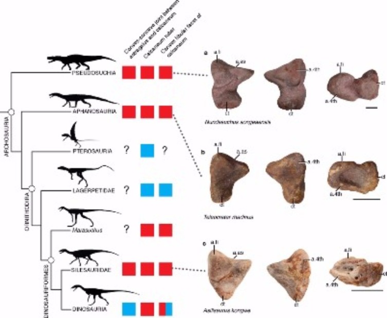 Paleobiologists Make Intriguing New Discoveries about Dinosaurs' Ancestors