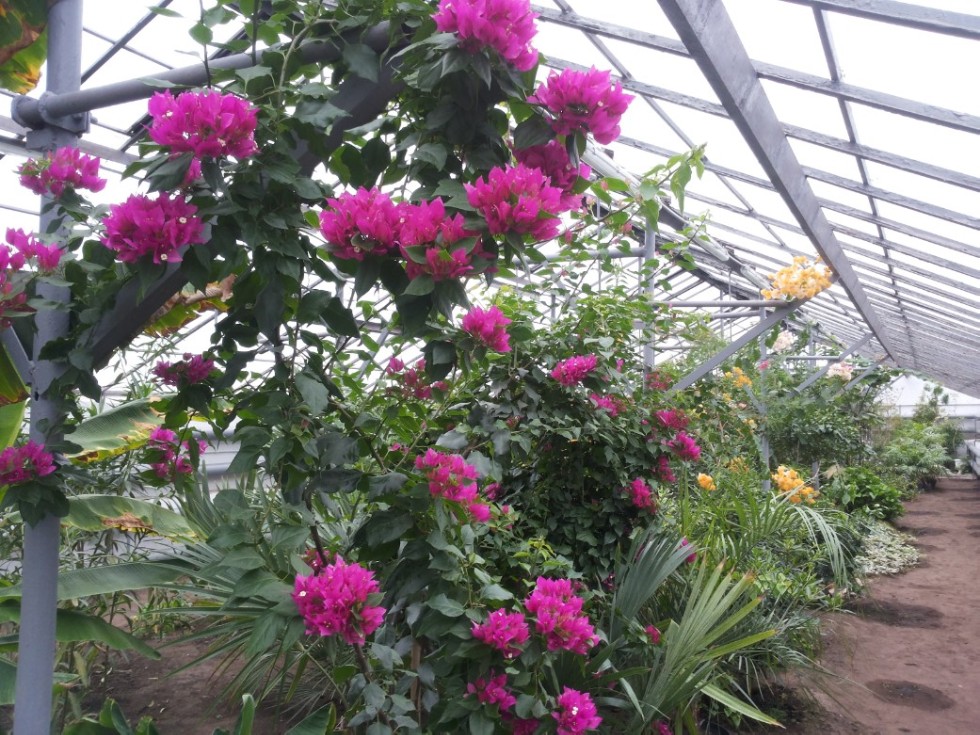 Экскурсии в ботаническом саду Экскурсии в ботаническом саду