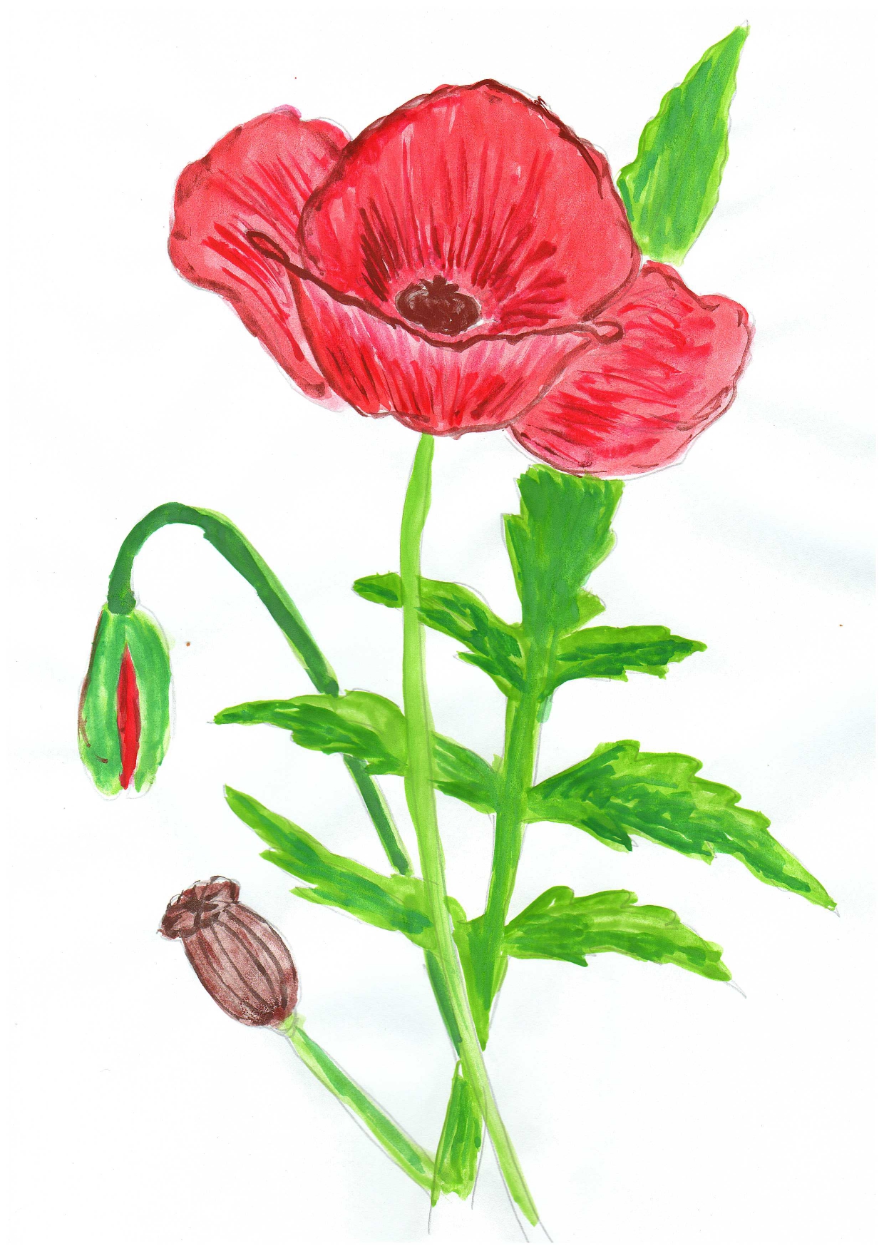 Итоги 1-го отборочного тура V-го республиканского конкурса детского рисунка в стиле ботанической живописи 'Калипсо' Итоги 1-го отборочного тура V-го республиканского конкурса детского рисунка в стиле ботанической живописи 'Калипсо'