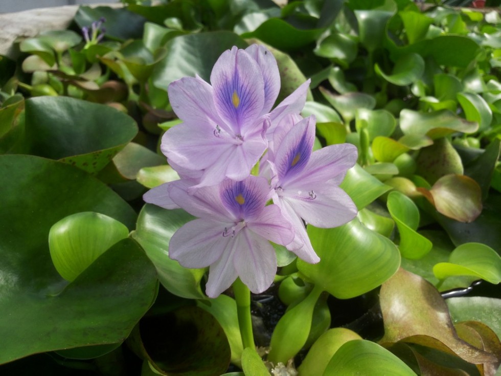 ��������� � ������������ ����