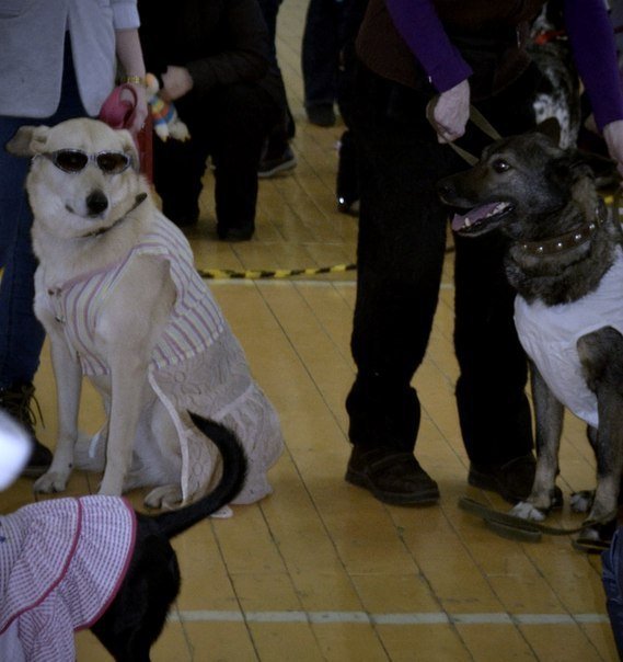 Активисты СТО на 'Смотре беспородных собак' Активисты СТО на 'Смотре беспородных собак'