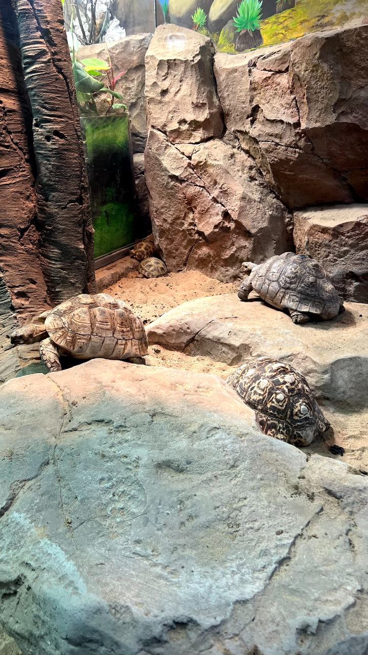 Практические занятия по дисциплине 'Окружающий мир' Практические занятия по дисциплине 'Окружающий мир'