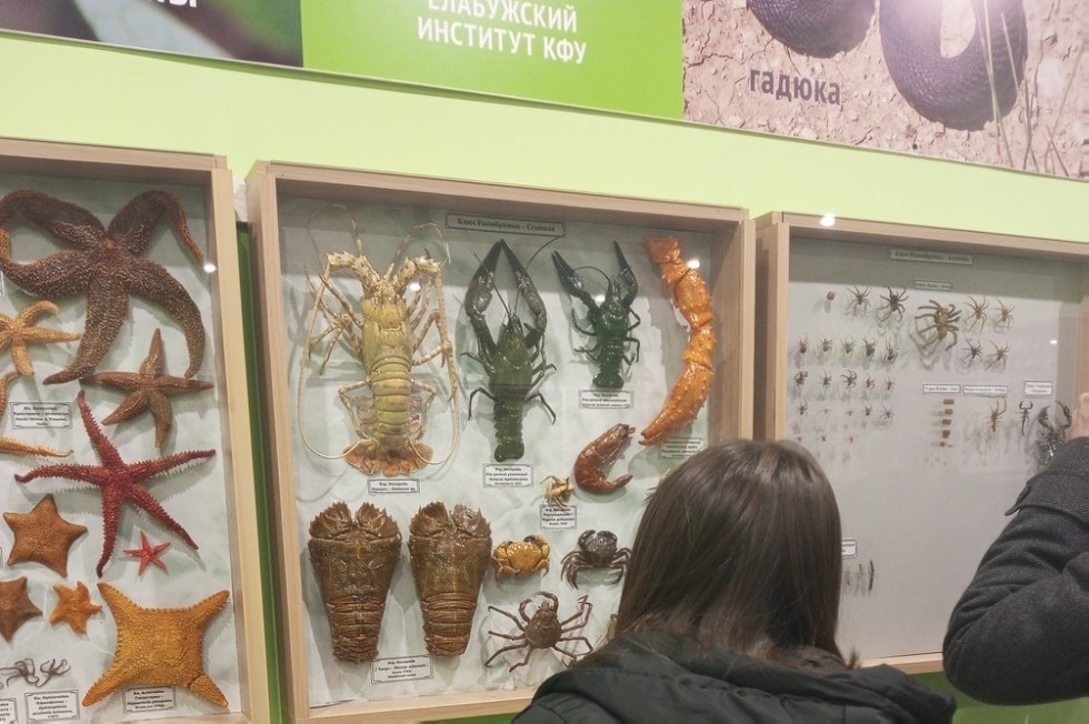 Студенты отделения иностранных языков познакомились с Зоологическим музеем Студенты отделения иностранных языков познакомились с Зоологическим музеем