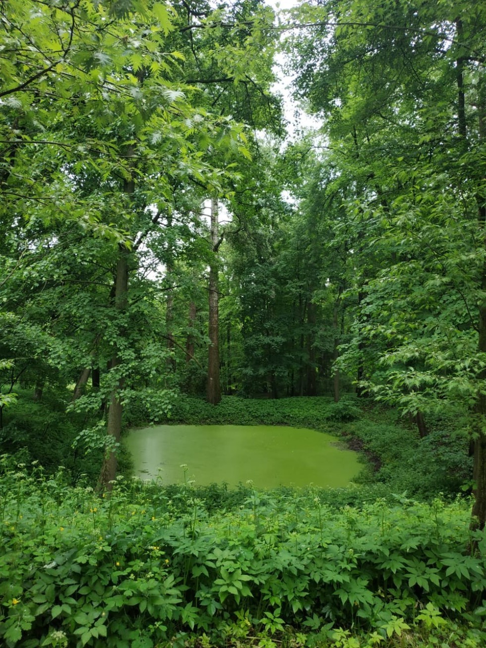 10 июня 2021 года музей-усадьба Л. Н. Толстого 'Ясная Поляна' отпраздновал столетие со дня основания 10 июня 2021 года музей-усадьба Л. Н. Толстого 'Ясная Поляна' отпраздновал столетие со дня основания