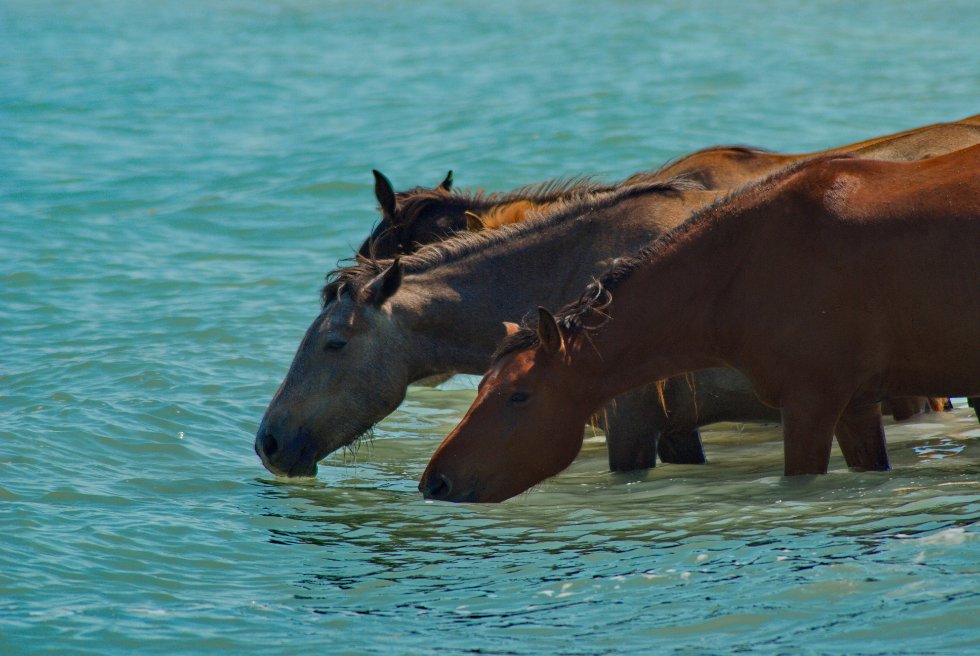 ����� ������